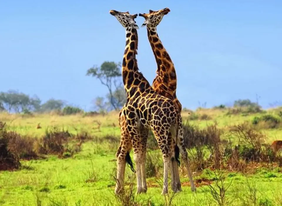 Uganda tours and safaris