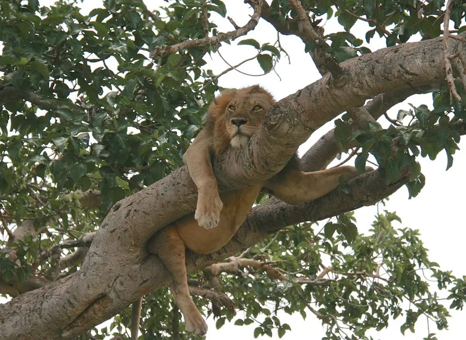 Tree climbing lion in Ishasha sector
