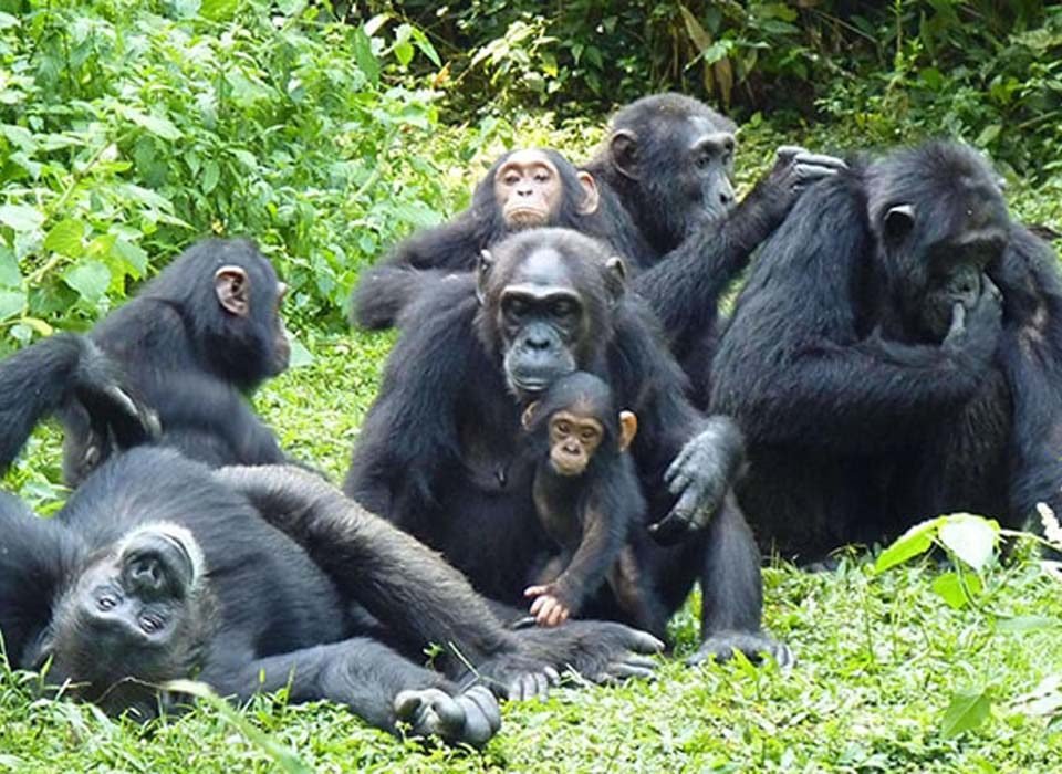 Large Group Tours to Kibale Forest National Park