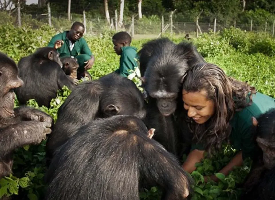 Filming Chimpanzees in Semuliki National park