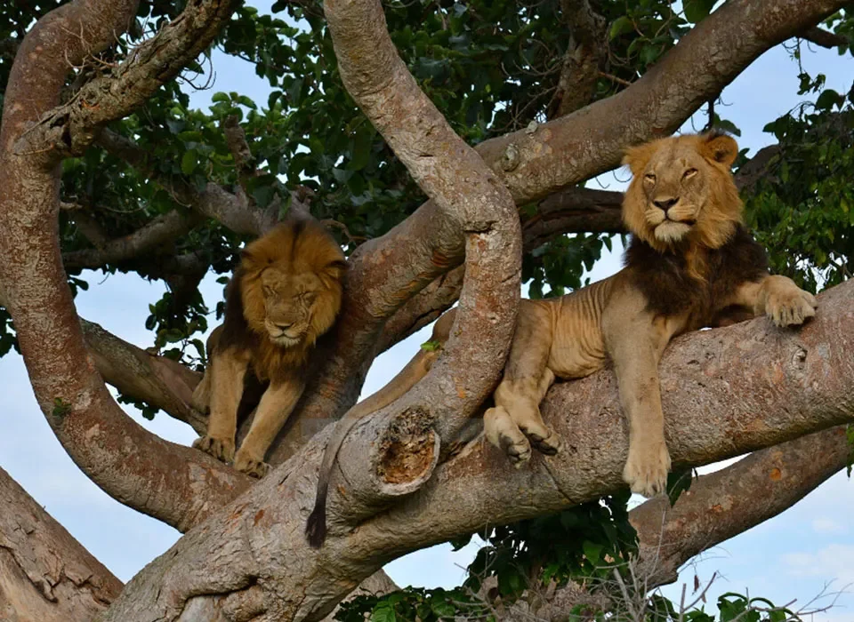  Best Safari Experiences in Uganda