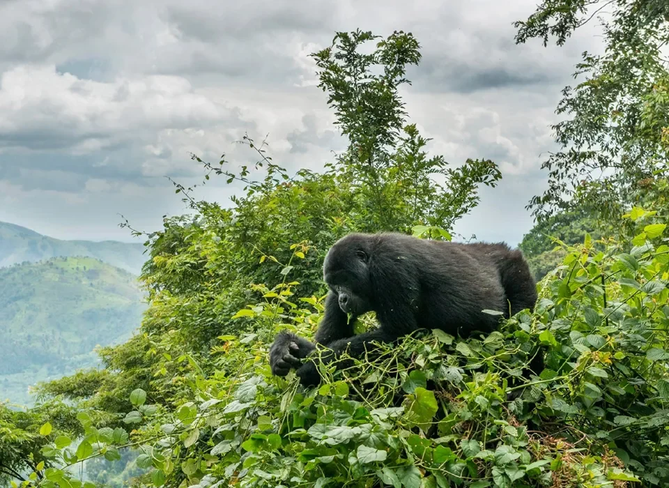 Kahuzi biega Natural wonderland park