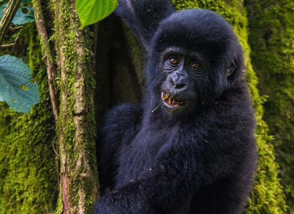 1-Day Gorilla Trekking in Ruhija