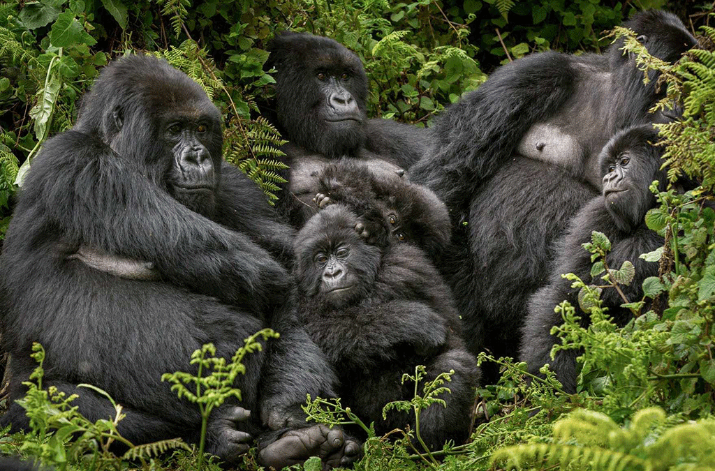 1 Day Congo Gorilla Safari 2 1 day Congo gorilla Safari