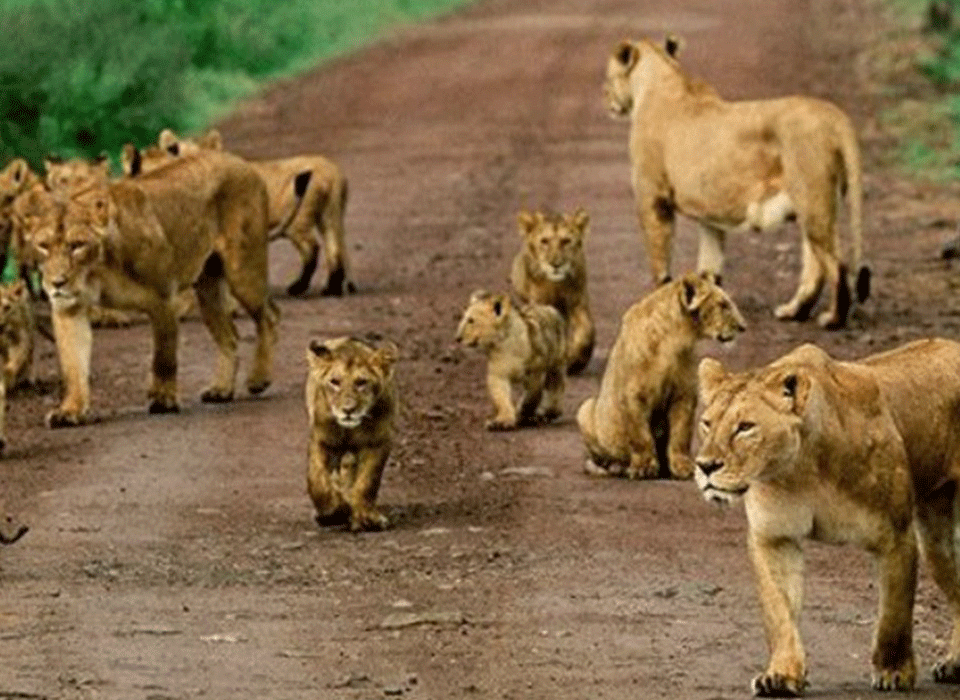 3-day chimpanzee & Wildlife Safari