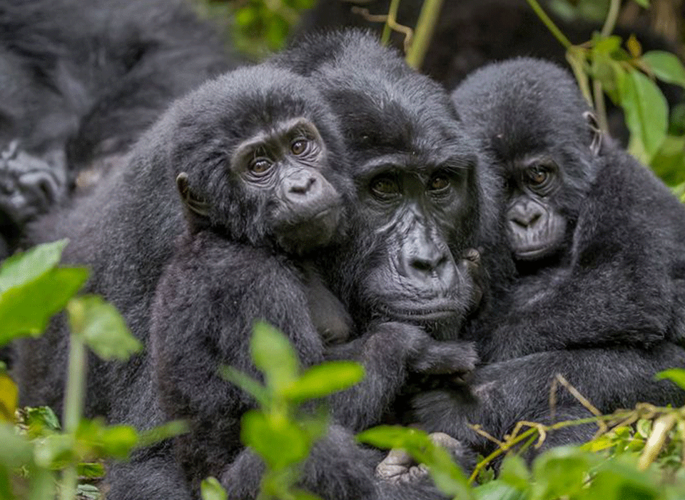 What is the Cost Uganda Gorilla trekking safari in 2025