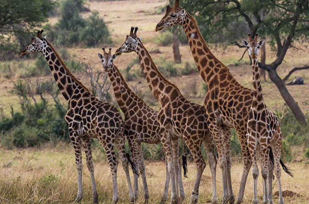 4 Days Lake Mburo Wildlife & Nature Safari 2 Wildlife and Diani Beach Tour