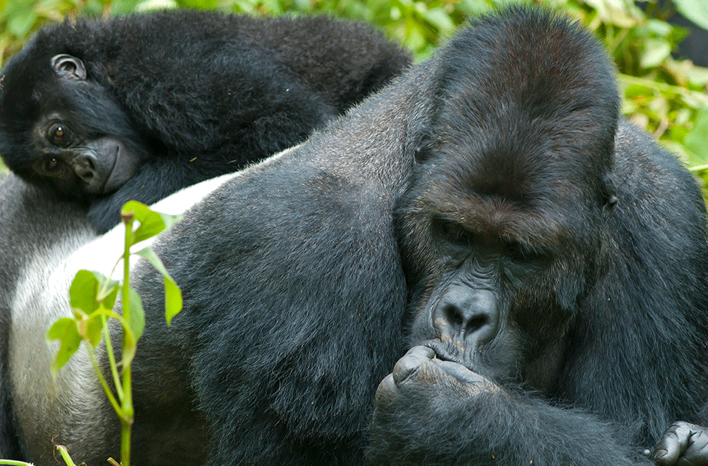 4 days Lowland gorilla & Kivu lake Safari