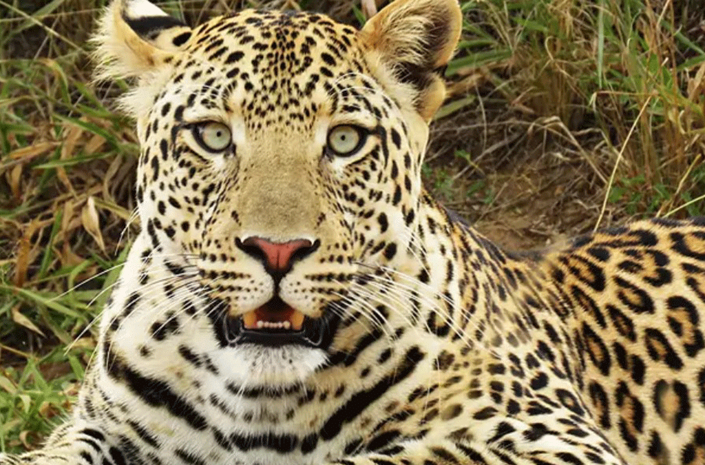 5-day Queen Elizabeth & Gorilla Safari 2 5 Days Queen Elizabeth and Gorilla Trekking Tour