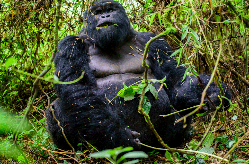 5 Days Rwanda Gorilla Tour 2 2024 Rwanda Safari Cost