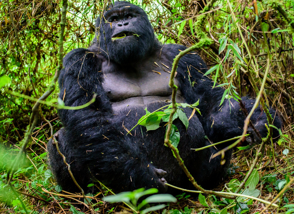2024 Rwanda Safari Cost