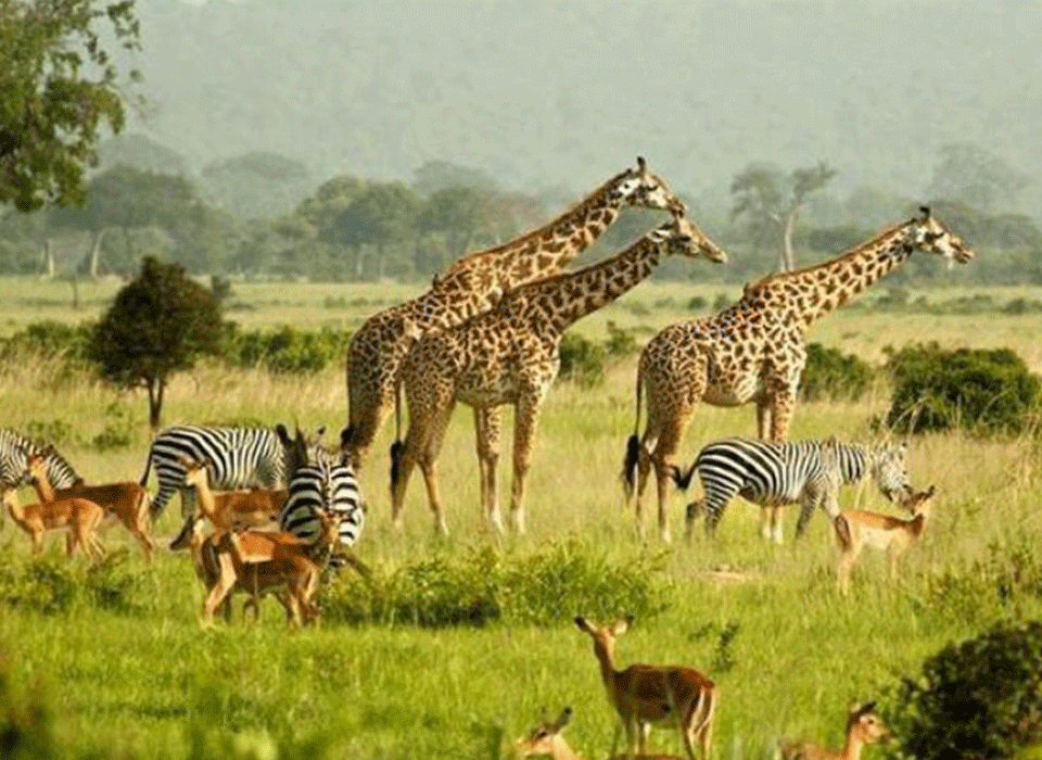 7-day Uganda Adventure Safari