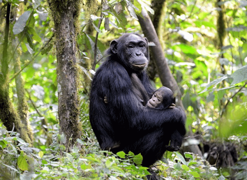 1Day Chimpanzee Trekking in Kibira National Park