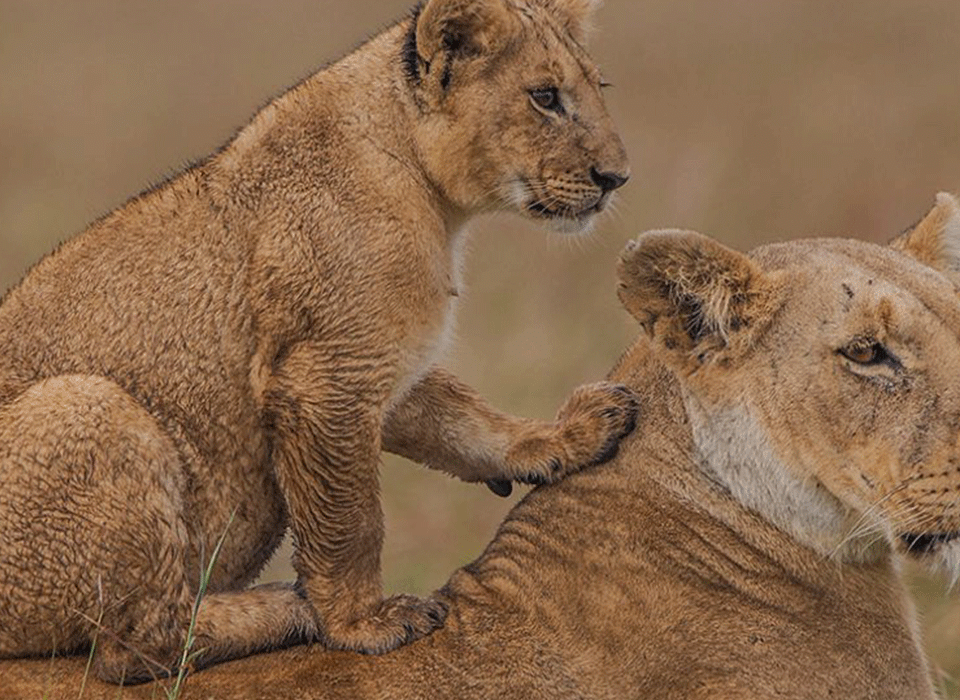 8-day Rwanda Primates & Wildlife