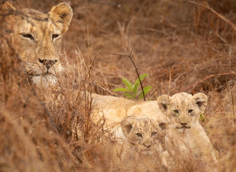 Book a safari in Rwanda