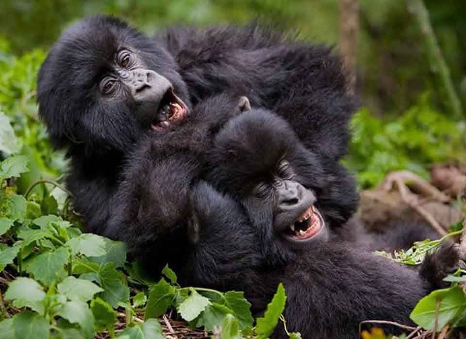 Budget Gorilla Tour