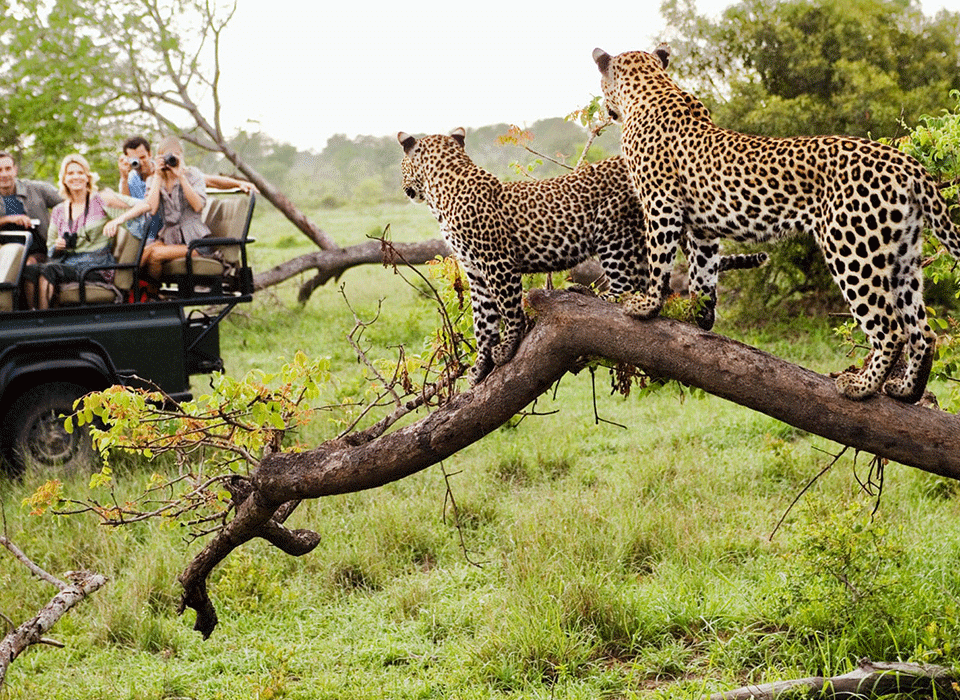Frequently Asked Uganda safari Questions