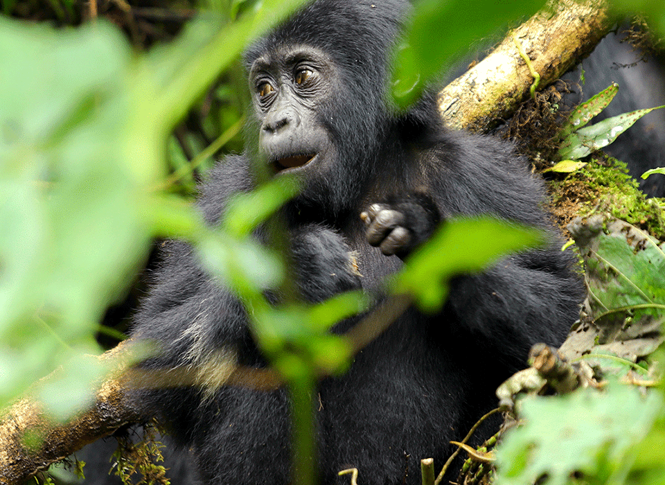 Luxury Gorilla trekking Rwanda from Canada