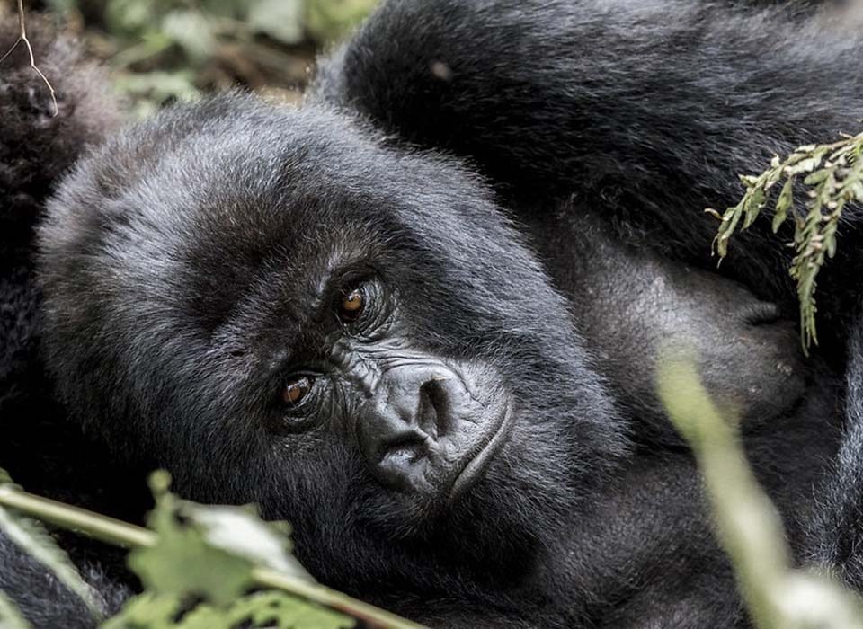 Gorilla Gorilla tracking Tour