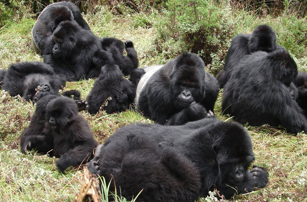 whitewater rafting and Uganda gorilla safari