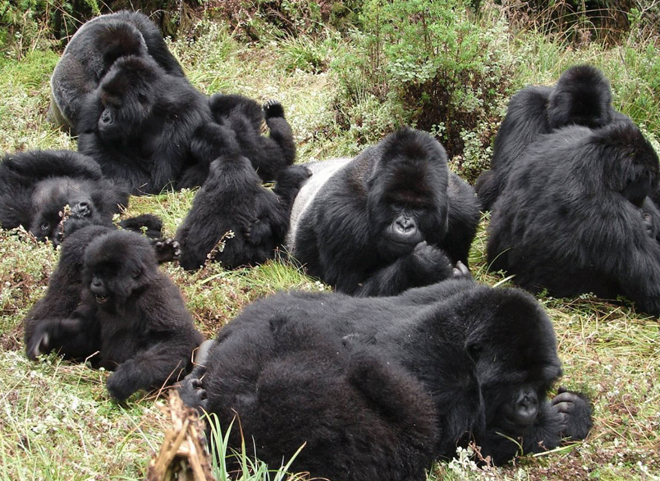 whitewater rafting and Uganda gorilla safari