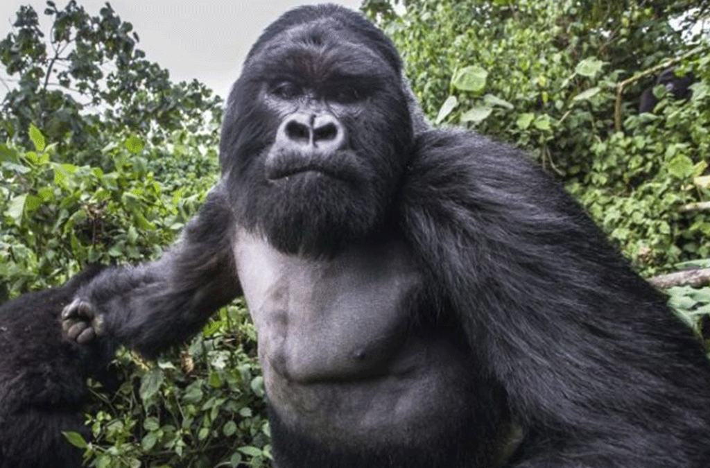 Gorilla Trekking: What it is and What to Expect 2 Gorilla Trekking; What it is and what to expect