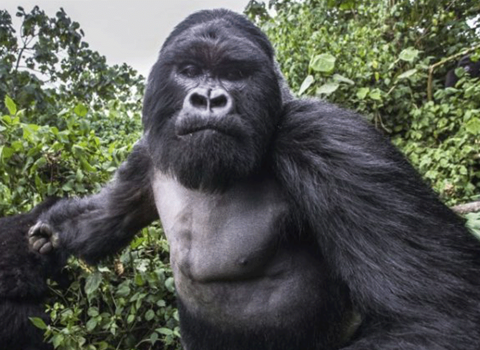 Gorilla Trekking; What it is and what to expect