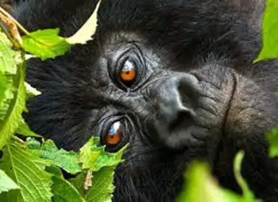 Stay at Buhoma Lodge and trek gorillas in Buhoma Sector