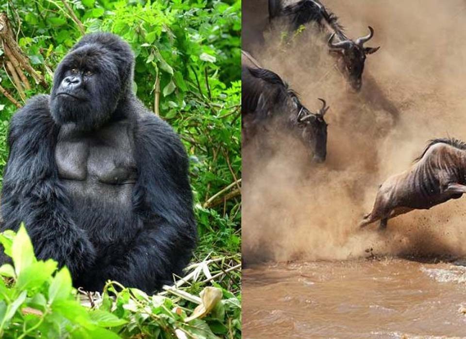 Serengeti Safari and gorilla trekking in Uganda