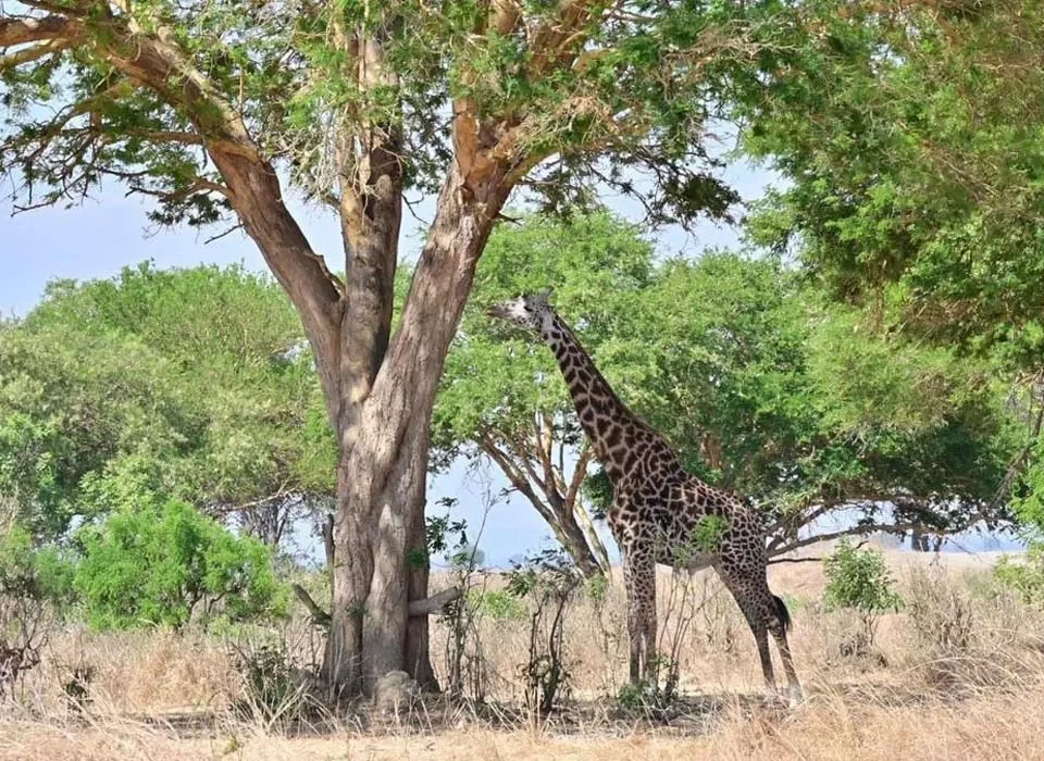Tanzania Complete Northern Circuit Safari