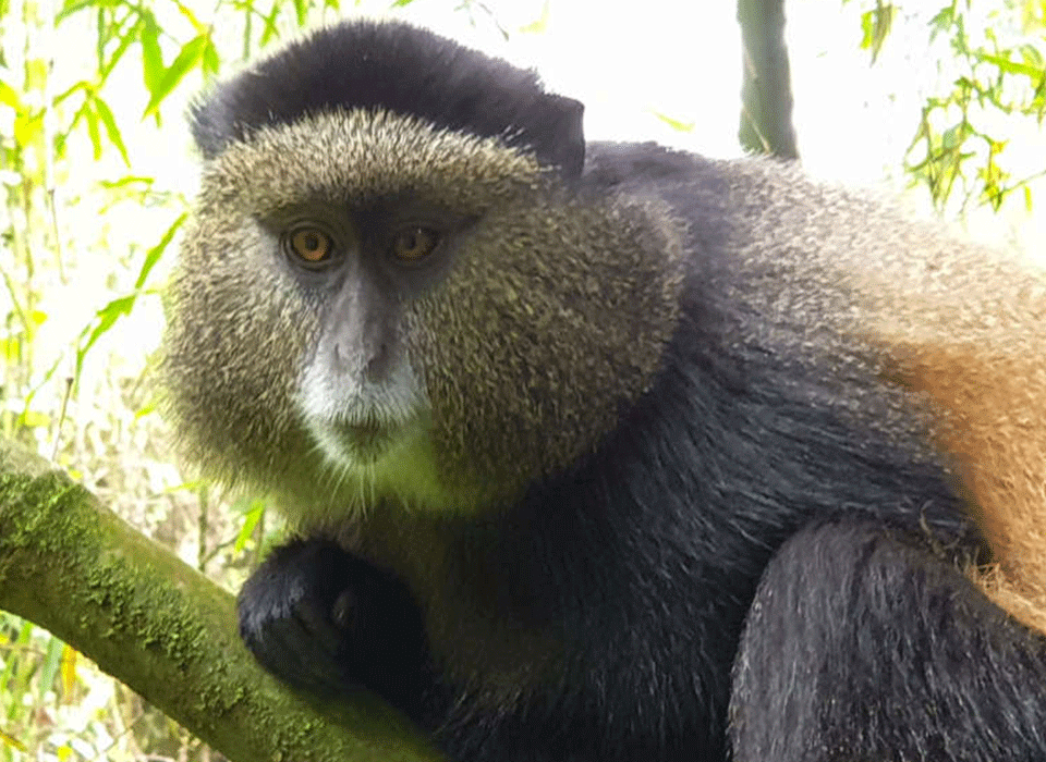 Uganda-Primate-National-Parks