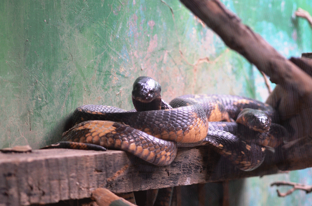 Reptile Village in Entebbe Uganda 2 Uganda Reptile village