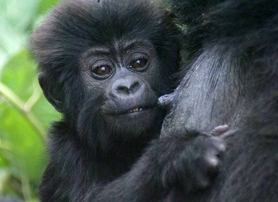 8 Days Kenya Wildebeest & Rwanda Gorilla tour