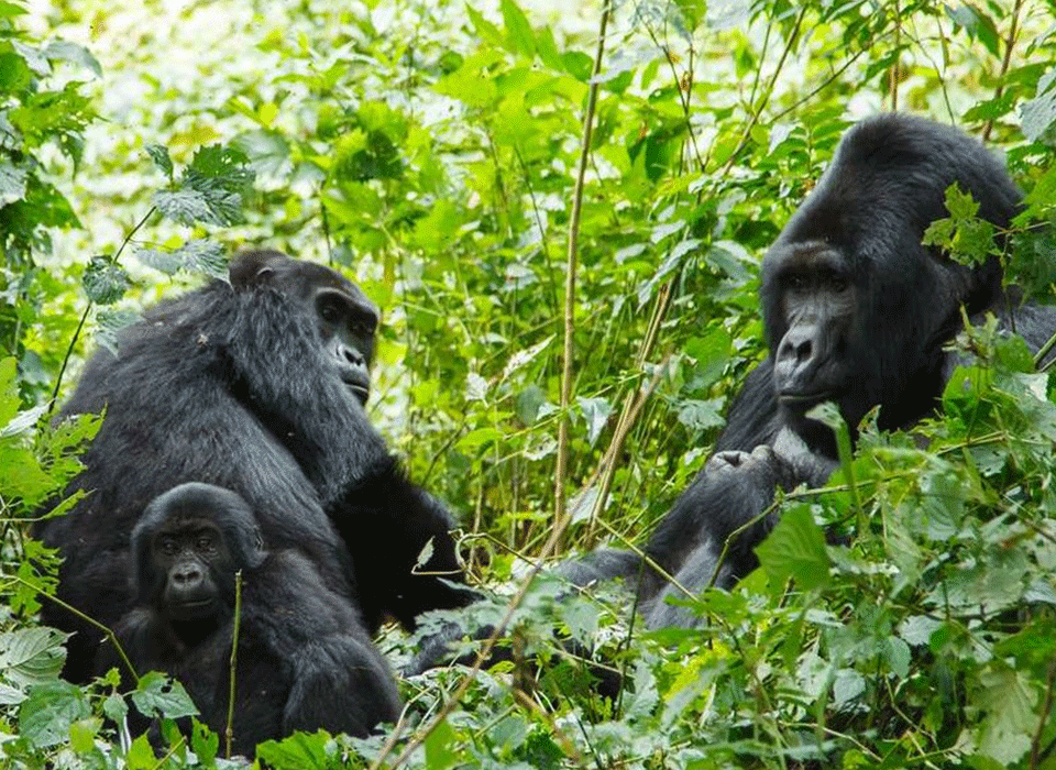 Rwanda & Uganda low season gorilla permits