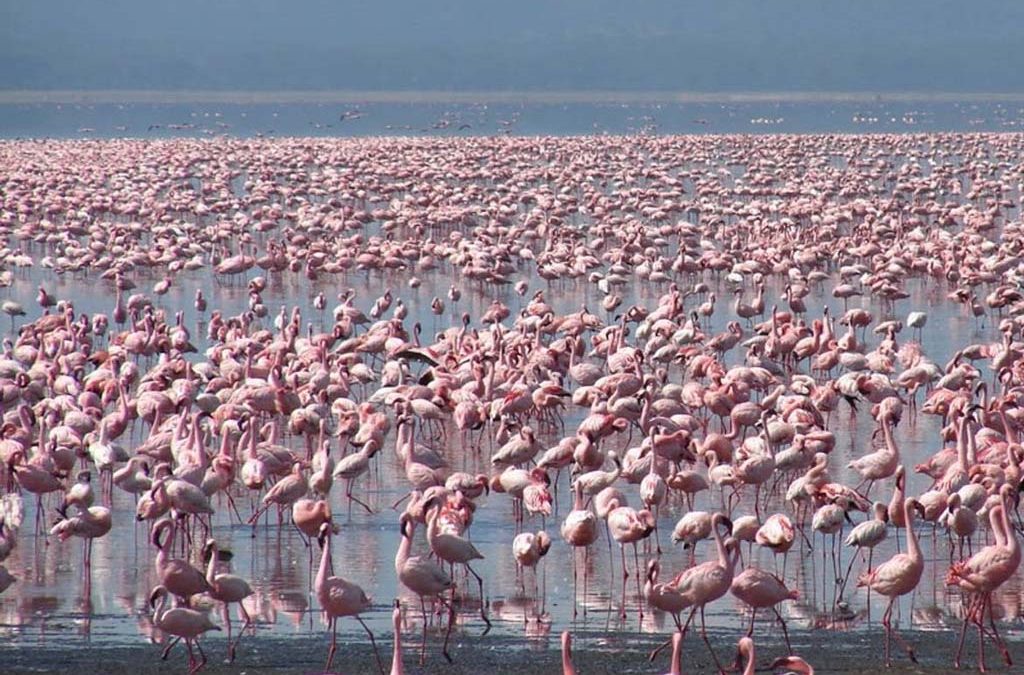 Kenya Unveiled: A 15-Day Adventure of Exploration