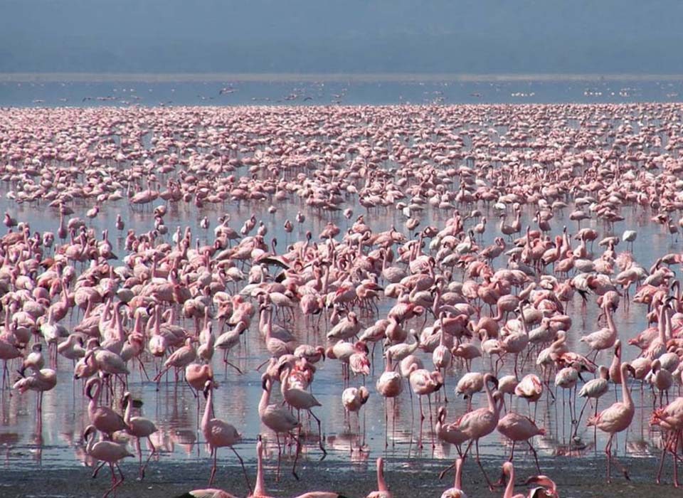 Kenya Unveiled: A 15-Day Adventure of Exploration
