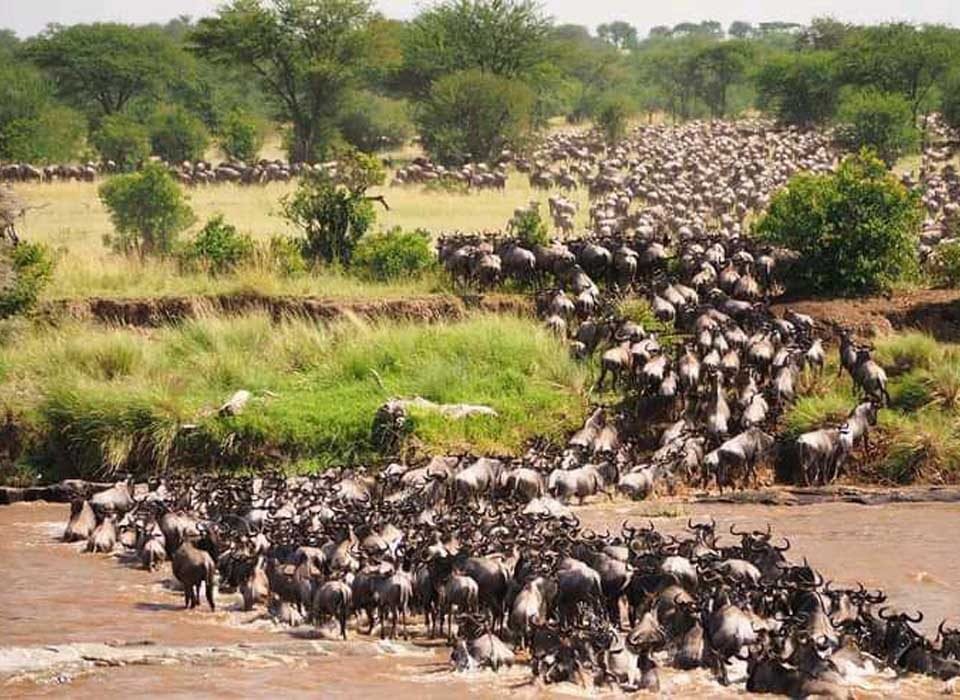 2024 wildebeest migration safaris