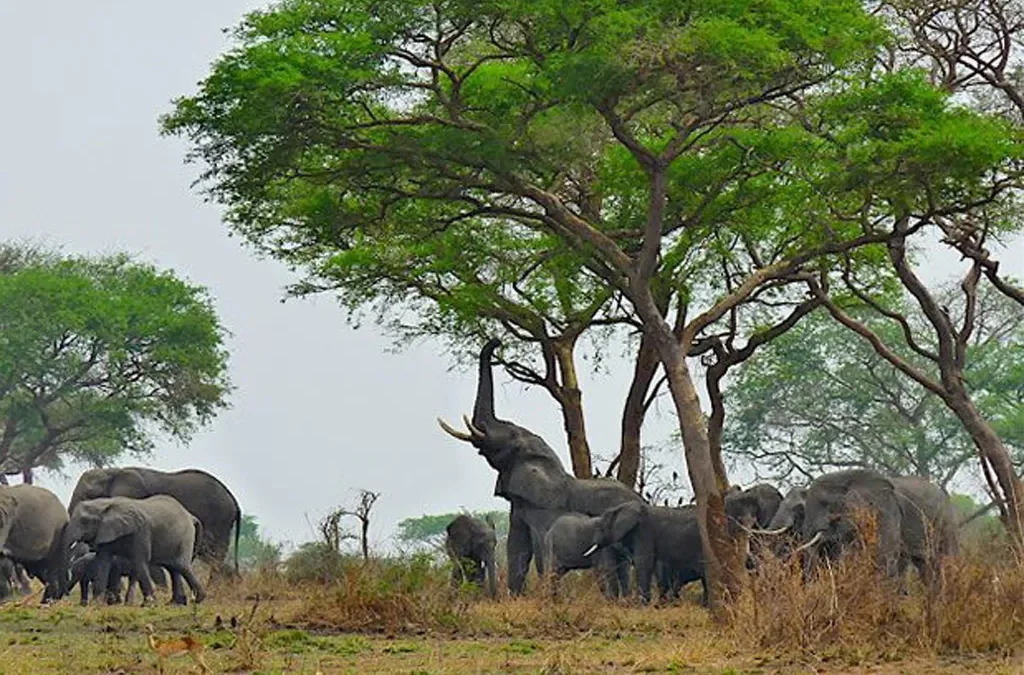 12 Days Uganda Safari to Bwindi and Murchison 2 Uganda safari to Bwindi and Murchison
