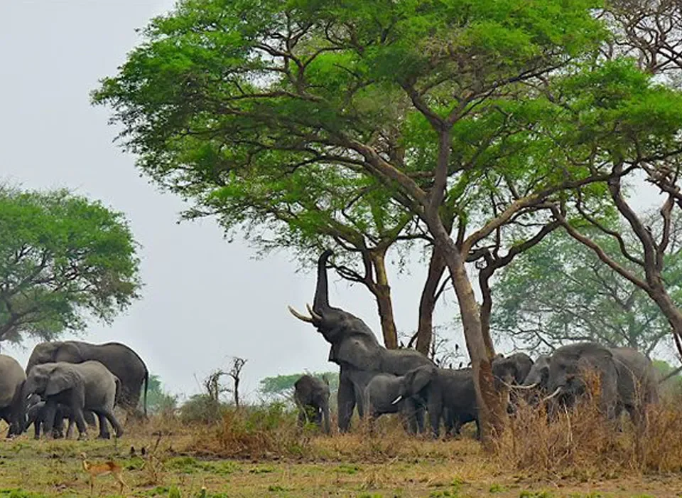 Uganda safari to Bwindi and Murchison