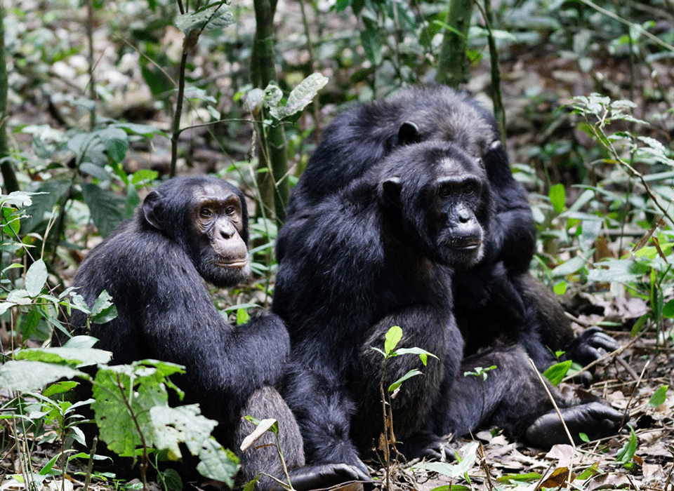 4 days Chimpanzees and Crater Lakes Safari