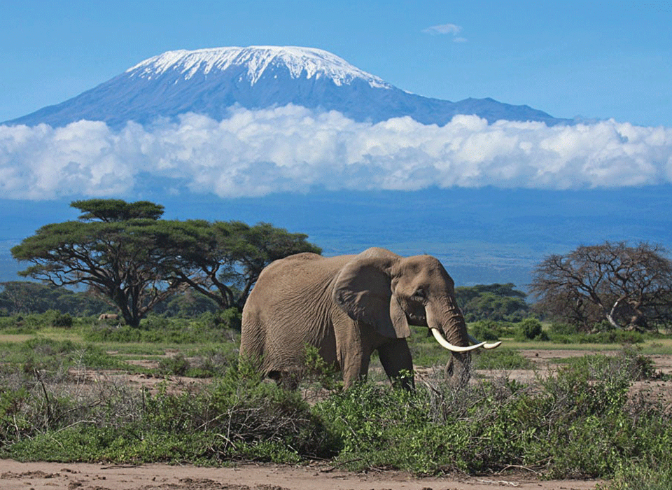 Rwanda Safari combined with a Kenya safari