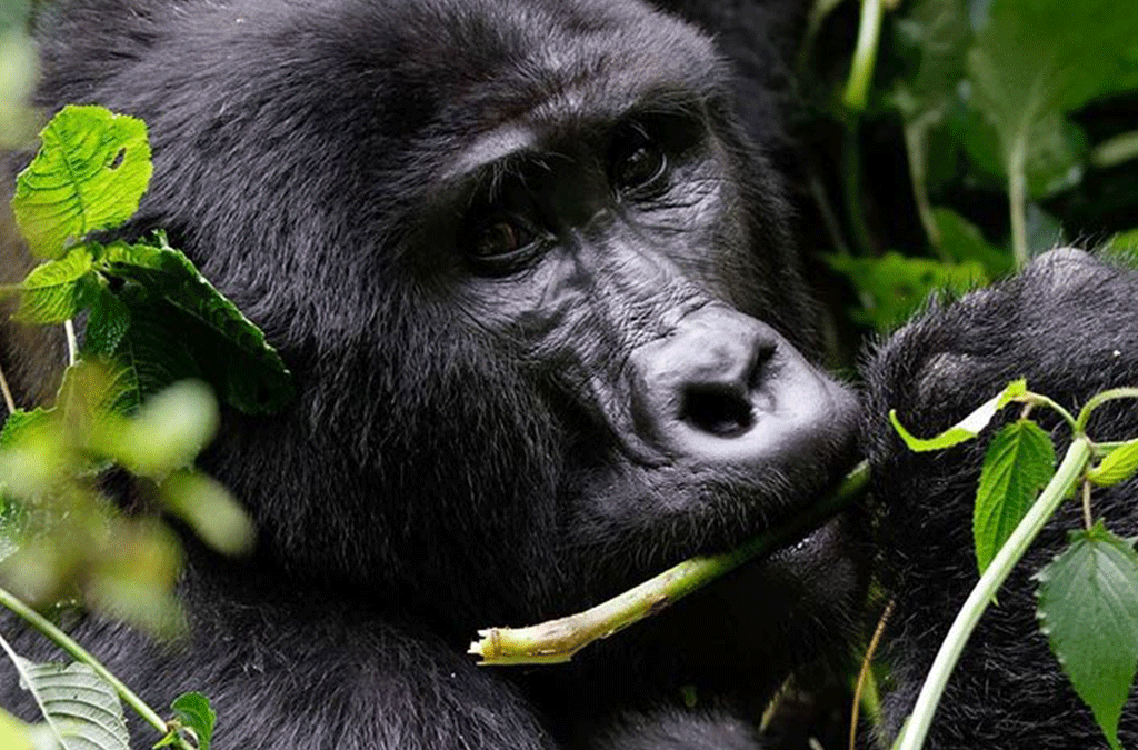 Budget Rwanda Uganda Gorillas & Wildlife 2 Gorilla Trekking Discounts for Cabin Crew Flying to Uganda