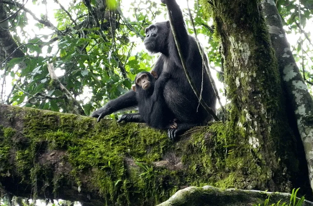 Budongo Forest Reserve 2 Budongo Forest Reserve