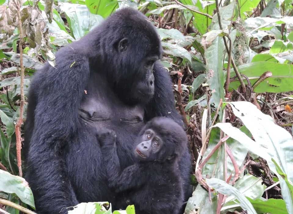 What is the Easiest Gorilla Trekking Region in Bwindi?