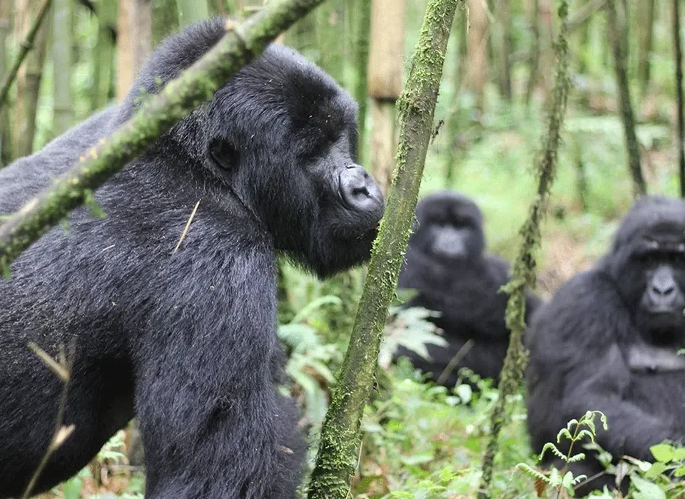 Essential Things to Know Before Your Gorilla trek