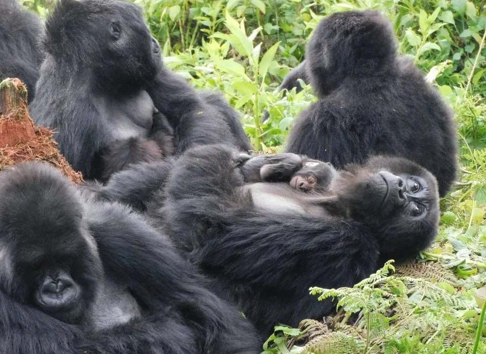Can I resell my gorilla permit?
