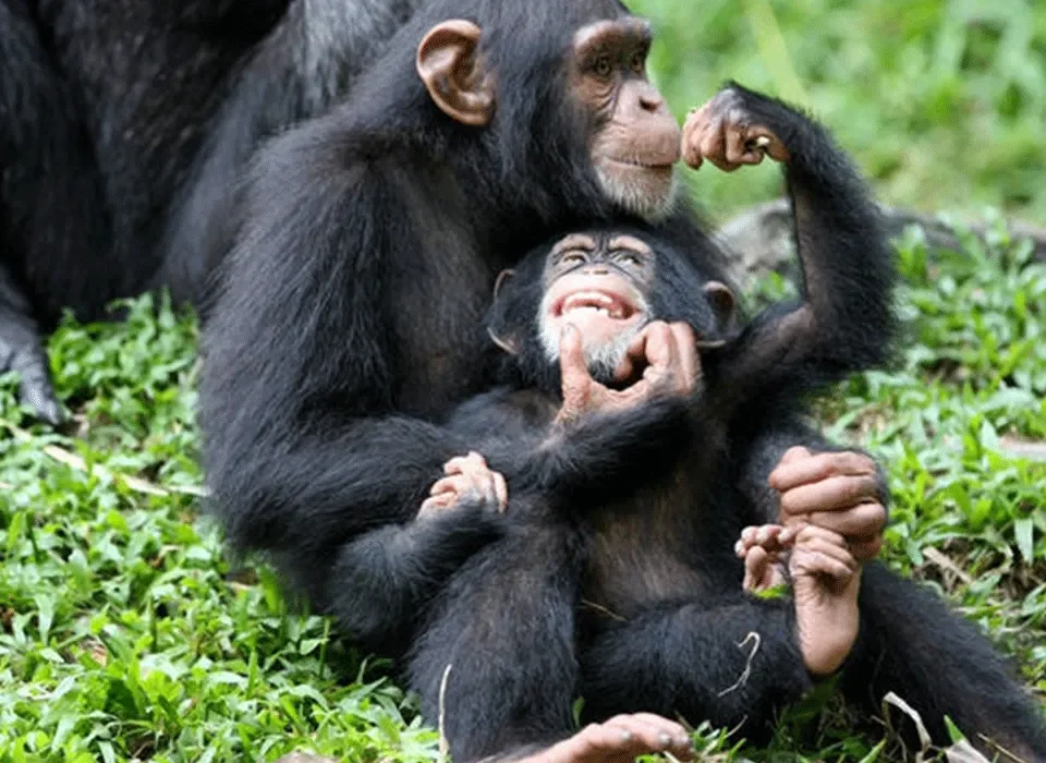 Chimpanzee trekking in Kibale forest