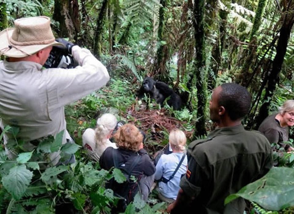 Gorilla Habituation Experts in Uganda