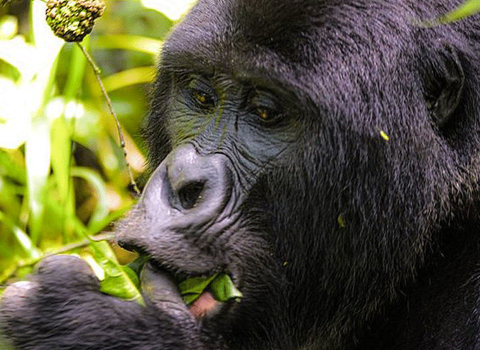 Is Gorilla Trekking done every day?