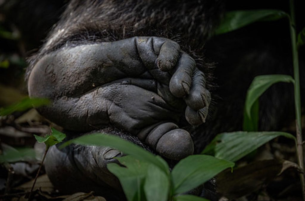 Gorilla Trekking in Kahuzi Biega National Park from Goma 2 How is Gorilla Trekking in Virunga National Park DR Congo
